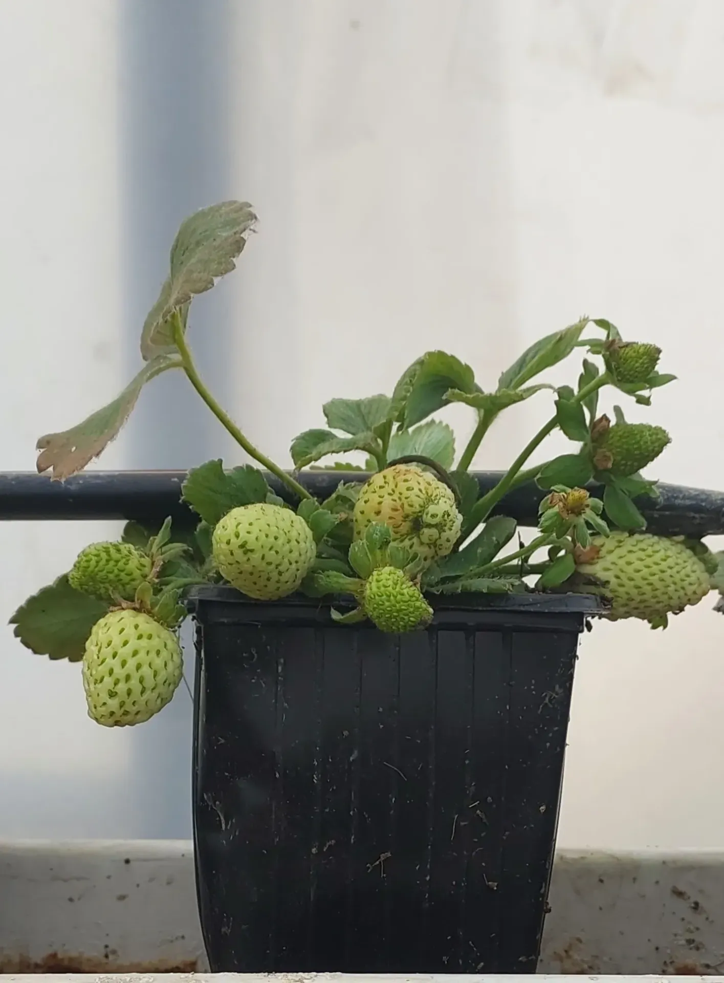 [FIDE-CILEK-SAKSI-400CC] Fide Çilek Saksıda