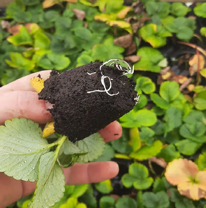 [FIDE-CILEK-VIYOL-45] Fide Çilek Viyolde 45'li