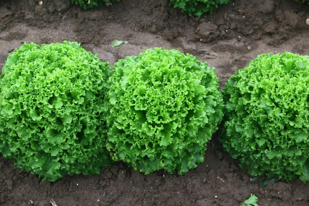 Fide Marul Syngenta Kanaryole 600 Adet